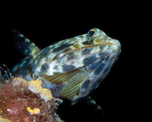 Lizardfish by Henry Jager 